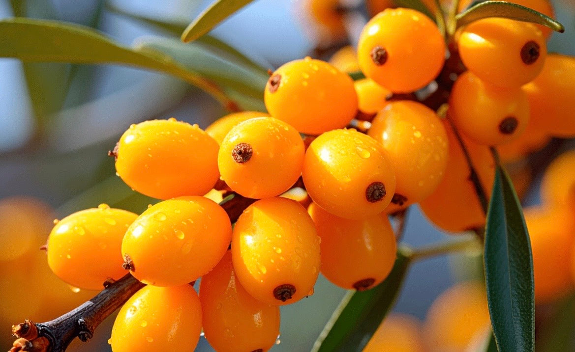 🌿 Óleo de Espinheiro-Marítimo no inverno benefícios